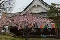 善導寺の景色