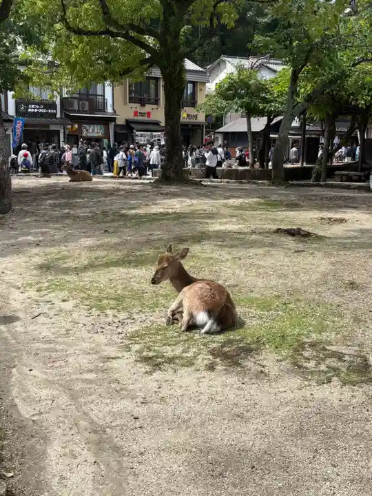 厳島神社の動物