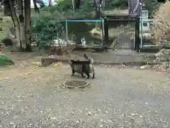 前玉神社の動物