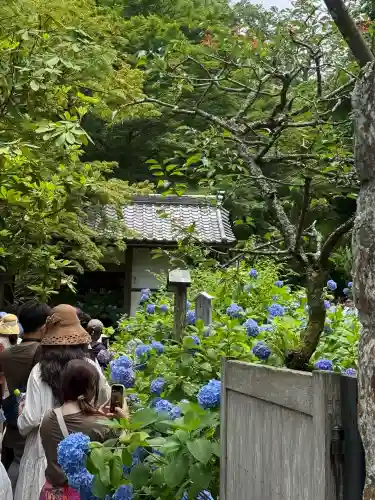 明月院(神奈川県)