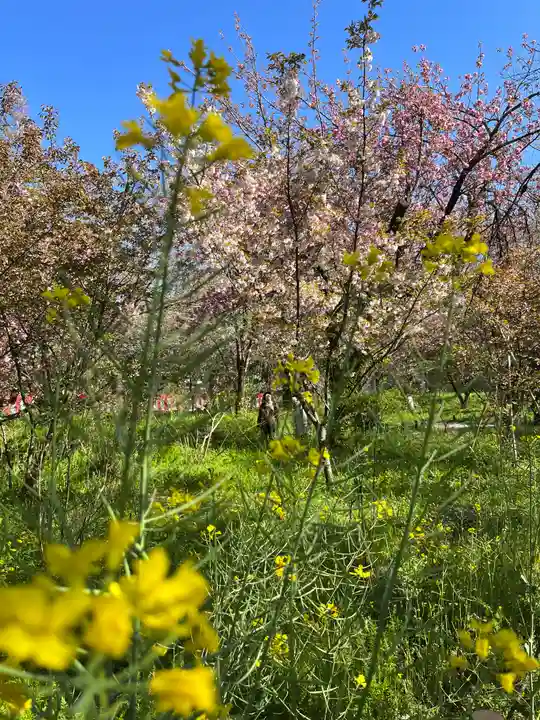 平野神社の自然