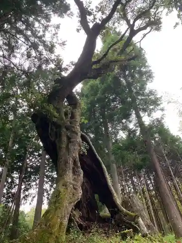 熊野神社の自然