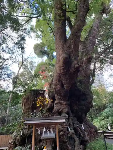 來宮神社の自然