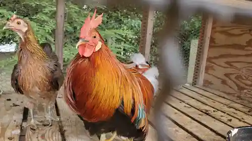 山北八幡神社の動物