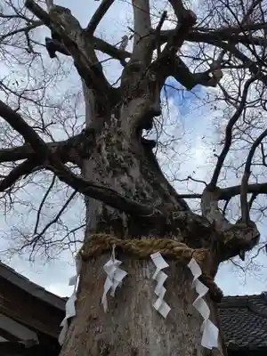 齋宮神社の自然