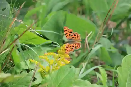 鹿島大神宮の自然