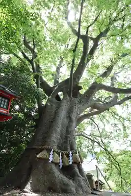 常陸第三宮 吉田神社(茨城県)