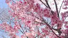 賀茂別雷神社（上賀茂神社）の自然