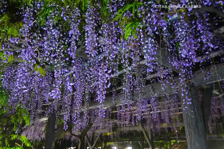 亀戸天神社(東京都)