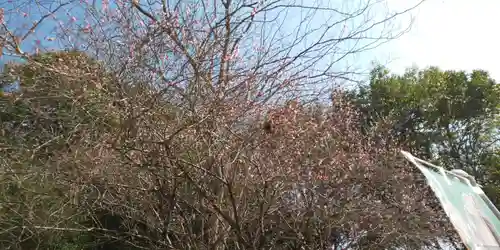 出雲大神宮の自然