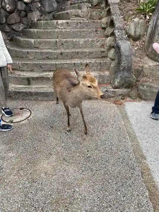 厳島神社(広島県)