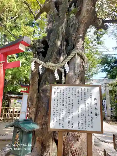 新田神社の自然