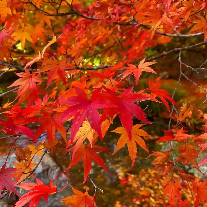 古峯神社の自然