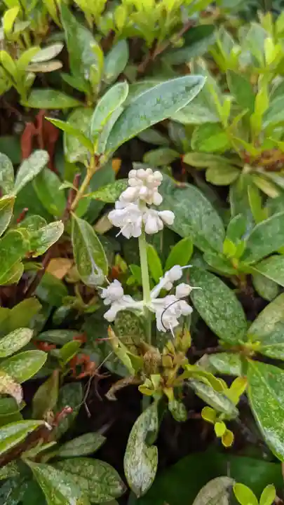 三輪神社の自然