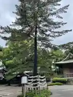 井草八幡宮の自然