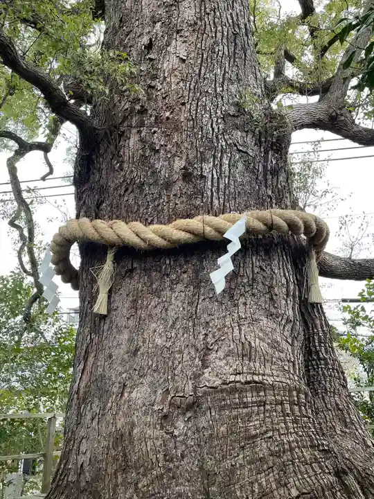 新熊野神社の自然