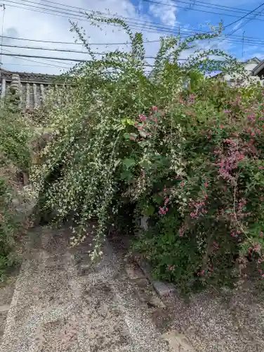 勝念寺（かましきさん）の自然