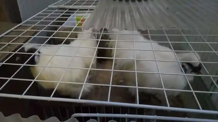 榮久山大法寺の動物