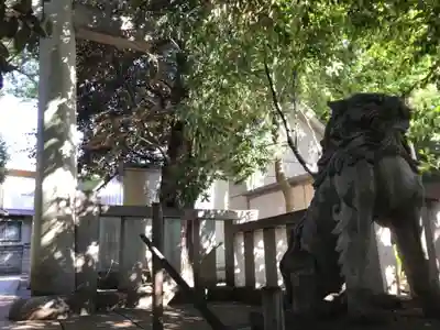 渋谷氷川神社の狛犬