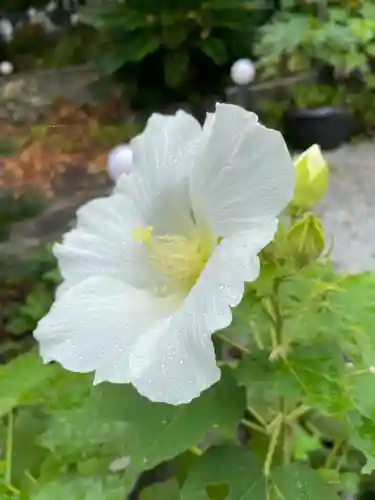 かっぱの寺 栖足寺の自然