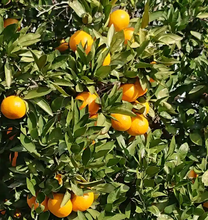 埼玉厄除け開運大師・龍泉寺(切り絵御朱印発祥の寺)の自然