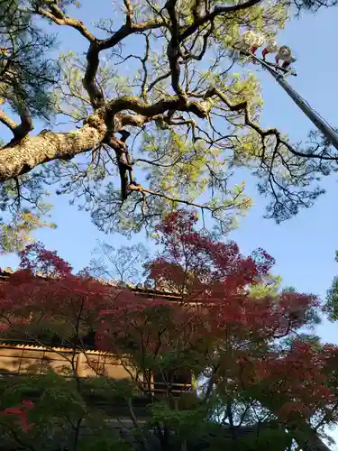 泉岳寺の自然