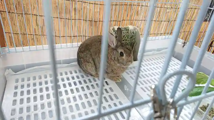 太子堂八幡神社の動物