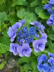 報徳二宮神社の自然