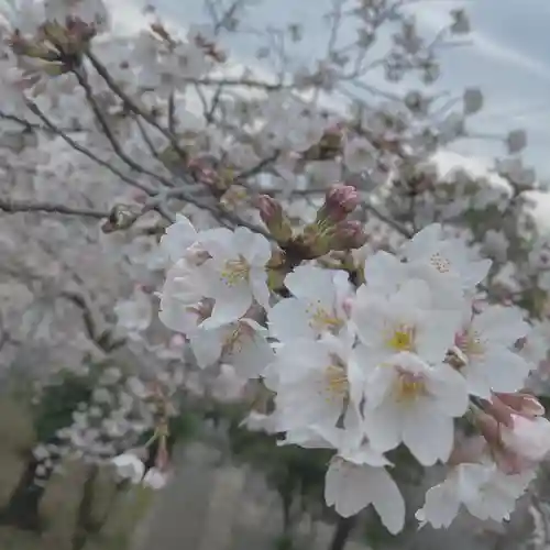 賀茂別雷神社の自然