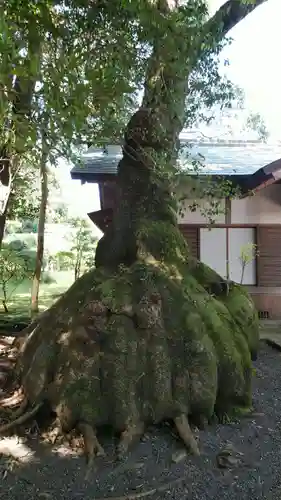 伊雜宮（皇大神宮別宮）の自然