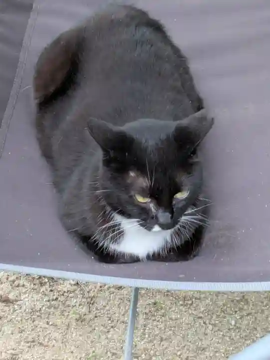 岡部春日神社~👹鬼門よけの🌺花咲く🌺やしろ~(福島県)