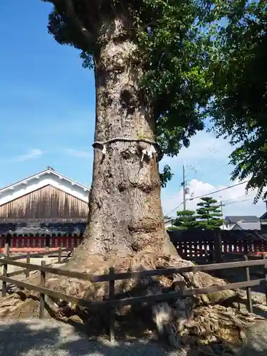 日吉御田神社(滋賀県)