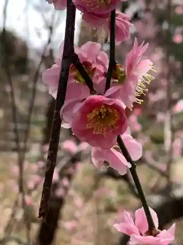 白岡八幡神社(埼玉県)