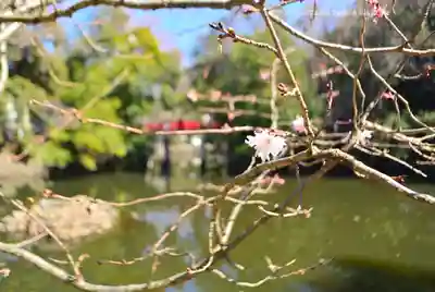 武蔵一宮氷川神社(埼玉県)