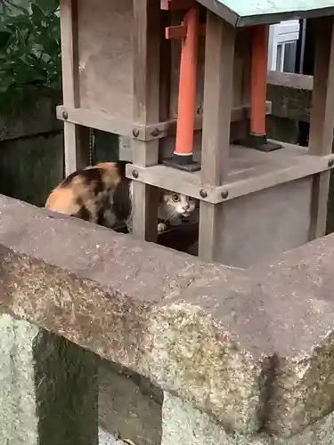 天王坊稲荷神社の動物