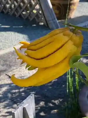 妙蓮寺(神奈川県)