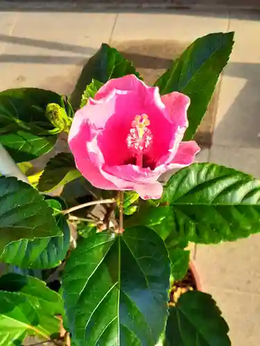 伏木香取神社の自然