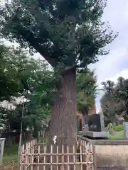 相模原氷川神社の自然