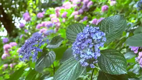 長谷寺(神奈川県)