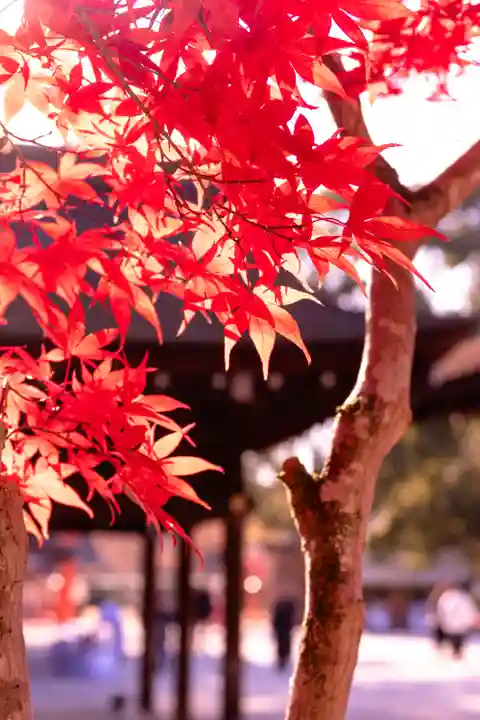 賀茂別雷神社(上賀茂神社)(京都府)