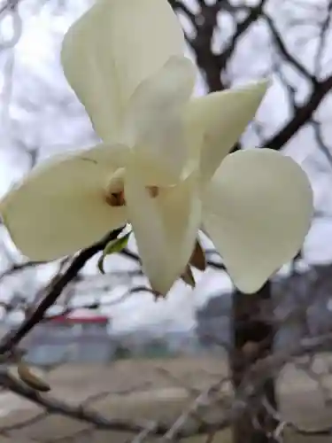 厚別神社の自然