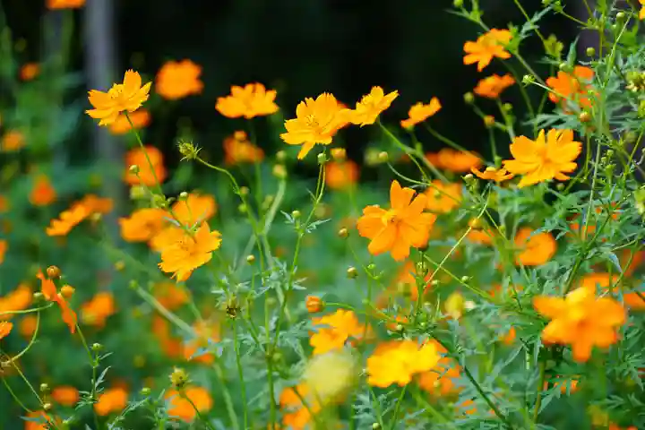 豊景神社の自然