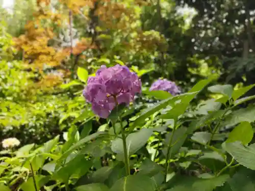 菊田神社の自然