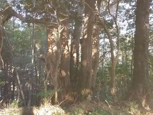 塙稲荷神社の自然