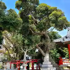 高塚熊野神社の自然