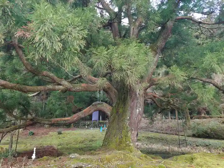 一本杉神社(島根県)