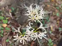 押切八幡神社の自然