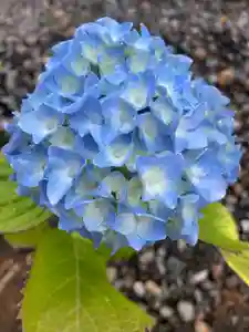 總社 和田八幡宮の自然(2022年05月28日(土) 12時09分31秒投稿)