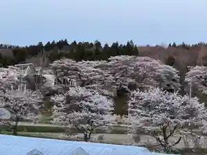大宮温泉神社の自然(2022年04月09日(土) 08時04分11秒投稿)