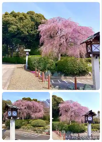 櫻木神社(千葉県)